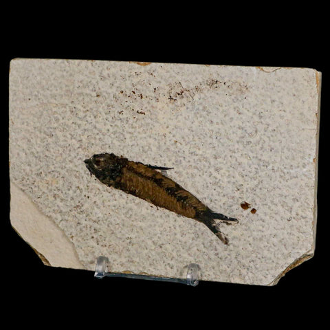 2.7" Knightia Eocaena Fossil Fish Green River FM Wyoming Eocene Age COA & Stand - Fossil Age Minerals