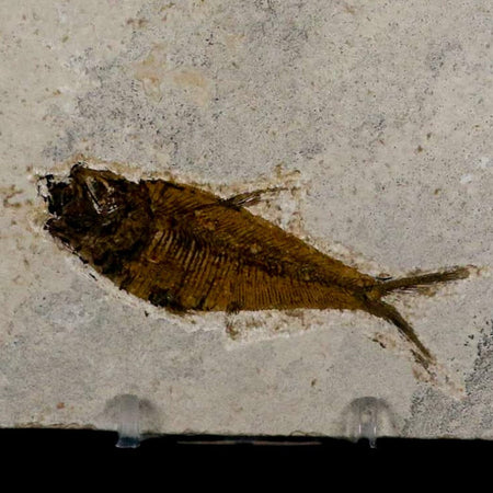 2.8" Diplomystus Dentatus Fossil Fish Green River FM WY Eocene Age COA, Stand