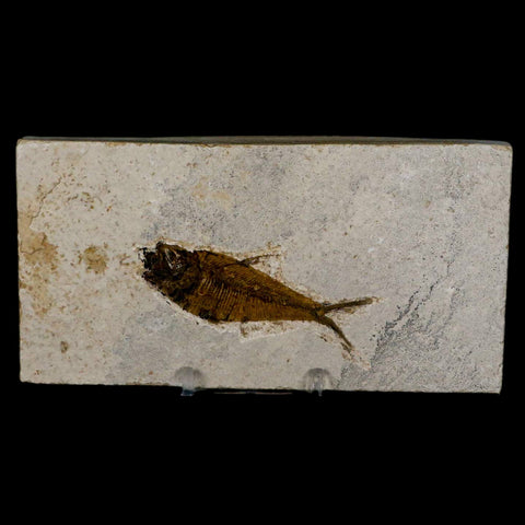 2.8" Diplomystus Dentatus Fossil Fish Green River FM WY Eocene Age COA, Stand - Fossil Age Minerals