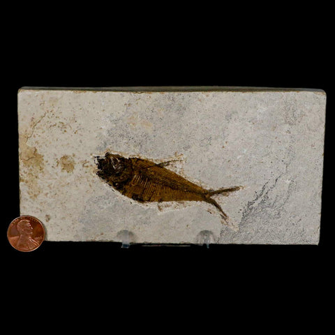 2.8" Diplomystus Dentatus Fossil Fish Green River FM WY Eocene Age COA, Stand - Fossil Age Minerals