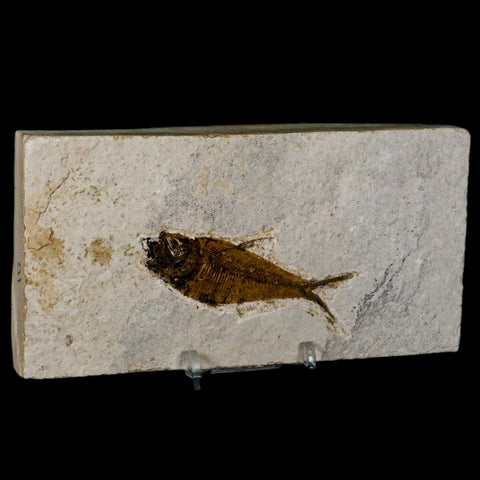 2.8" Diplomystus Dentatus Fossil Fish Green River FM WY Eocene Age COA, Stand - Fossil Age Minerals