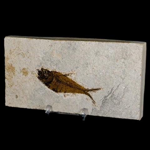 2.8" Diplomystus Dentatus Fossil Fish Green River FM WY Eocene Age COA, Stand - Fossil Age Minerals