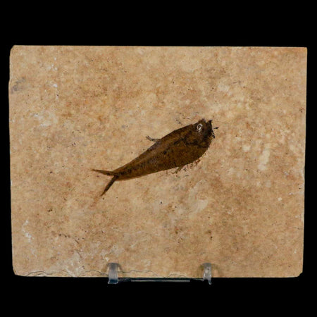 2.1" Diplomystus Dentatus Fossil Fish Green River FM WY Eocene Age COA, Stand