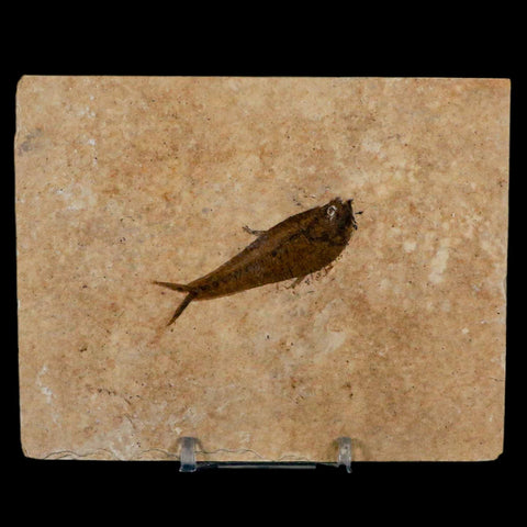 2.1" Diplomystus Dentatus Fossil Fish Green River FM WY Eocene Age COA, Stand - Fossil Age Minerals