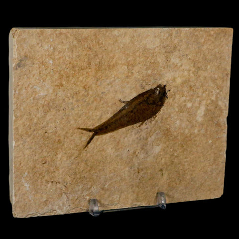 2.1" Diplomystus Dentatus Fossil Fish Green River FM WY Eocene Age COA, Stand - Fossil Age Minerals