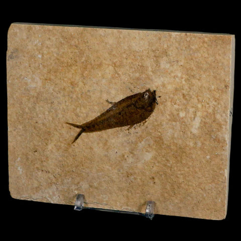 2.1" Diplomystus Dentatus Fossil Fish Green River FM WY Eocene Age COA, Stand - Fossil Age Minerals