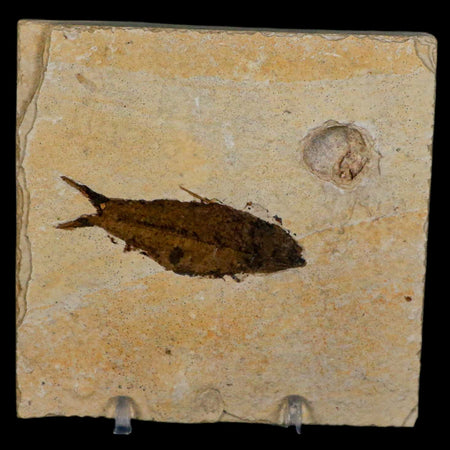 2.3" Knightia Eocaena Fossil Fish Green River FM Wyoming Eocene Age COA & Stand