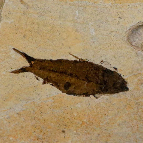 2.3" Knightia Eocaena Fossil Fish Green River FM Wyoming Eocene Age COA & Stand - Fossil Age Minerals