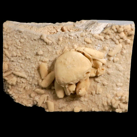 2.1" Potaman Sp Fossil Freshwater Crab In Travertine Denizli Basin Southwest Turkey
