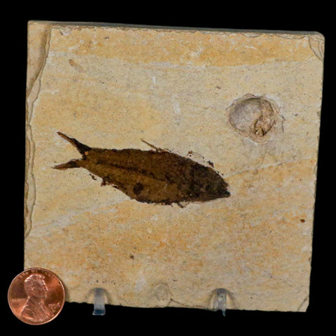 2.3" Knightia Eocaena Fossil Fish Green River FM Wyoming Eocene Age COA & Stand - Fossil Age Minerals