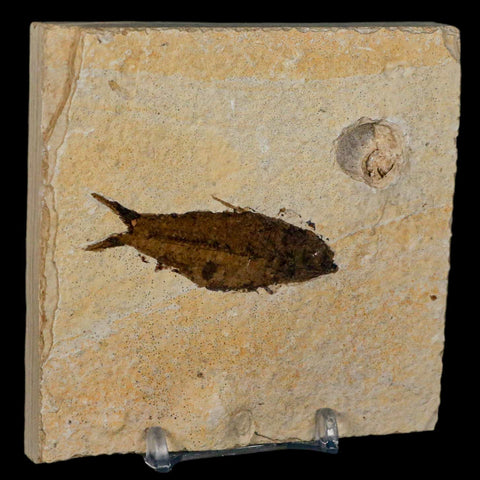 2.3" Knightia Eocaena Fossil Fish Green River FM Wyoming Eocene Age COA & Stand - Fossil Age Minerals