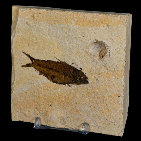 2.3" Knightia Eocaena Fossil Fish Green River FM Wyoming Eocene Age COA & Stand - Fossil Age Minerals