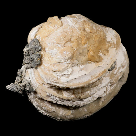 5.4" Mercenaria Permagna Clam Fossil Golden Calcite Crystal Rucks Pit Florida - Fossil Age Minerals