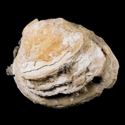 5.4" Mercenaria Permagna Clam Fossil Golden Calcite Crystal Rucks Pit Florida - Fossil Age Minerals