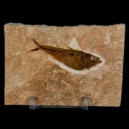 2.2" Diplomystus Dentatus Fossil Fish Green River FM WY Eocene Age COA, Stand