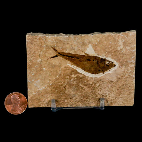 2.2" Diplomystus Dentatus Fossil Fish Green River FM WY Eocene Age COA, Stand