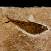 2.2" Diplomystus Dentatus Fossil Fish Green River FM WY Eocene Age COA, Stand