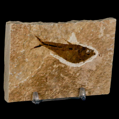 2.2" Diplomystus Dentatus Fossil Fish Green River FM WY Eocene Age COA, Stand