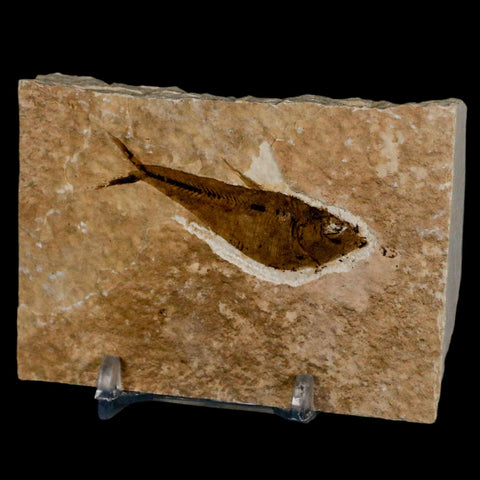 2.2" Diplomystus Dentatus Fossil Fish Green River FM WY Eocene Age COA, Stand