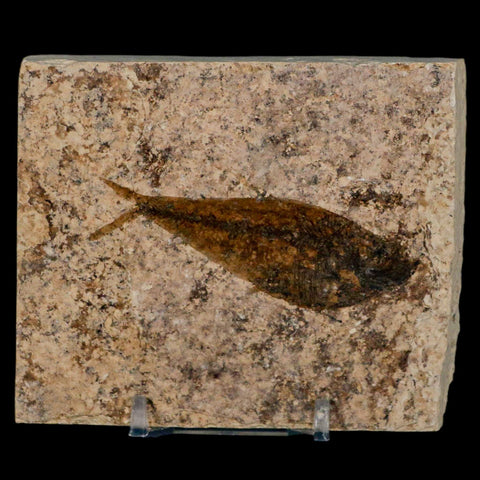 2.7" Diplomystus Dentatus Fossil Fish Green River FM WY Eocene Age COA, Stand