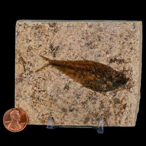 2.7" Diplomystus Dentatus Fossil Fish Green River FM WY Eocene Age COA, Stand