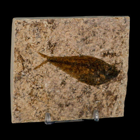 2.7" Diplomystus Dentatus Fossil Fish Green River FM WY Eocene Age COA, Stand