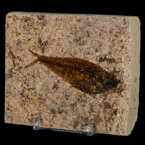 2.7" Diplomystus Dentatus Fossil Fish Green River FM WY Eocene Age COA, Stand