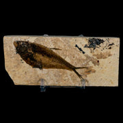 3" Diplomystus Dentatus Fossil Fish Green River FM WY Eocene Age COA, Stand