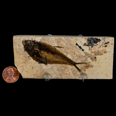 3" Diplomystus Dentatus Fossil Fish Green River FM WY Eocene Age COA, Stand