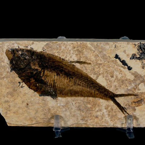 3" Diplomystus Dentatus Fossil Fish Green River FM WY Eocene Age COA, Stand