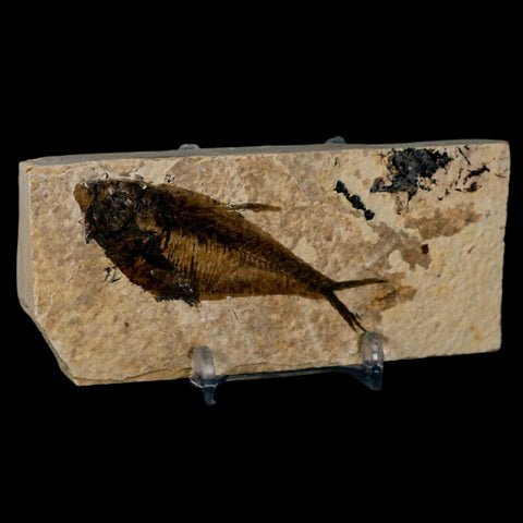 3" Diplomystus Dentatus Fossil Fish Green River FM WY Eocene Age COA, Stand