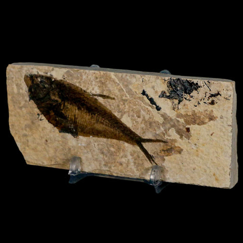 3" Diplomystus Dentatus Fossil Fish Green River FM WY Eocene Age COA, Stand