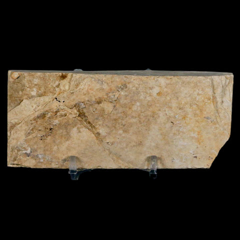 3" Diplomystus Dentatus Fossil Fish Green River FM WY Eocene Age COA, Stand