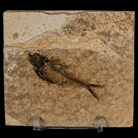 2" Diplomystus Dentatus Fossil Fish Green River FM WY Eocene Age COA, Stand