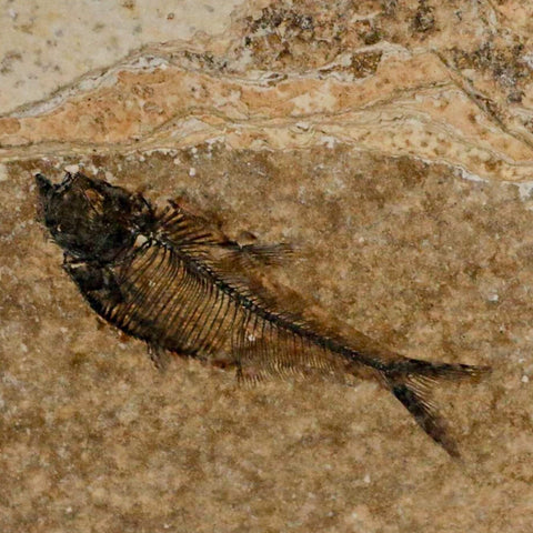 2" Diplomystus Dentatus Fossil Fish Green River FM WY Eocene Age COA, Stand