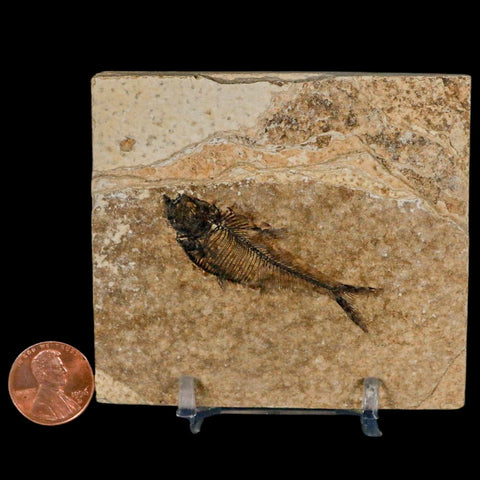 2" Diplomystus Dentatus Fossil Fish Green River FM WY Eocene Age COA, Stand