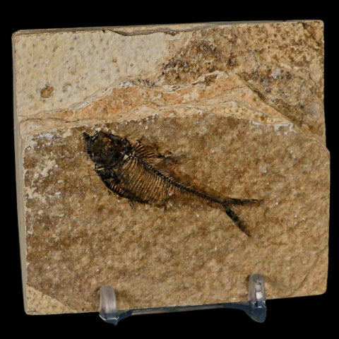 2" Diplomystus Dentatus Fossil Fish Green River FM WY Eocene Age COA, Stand