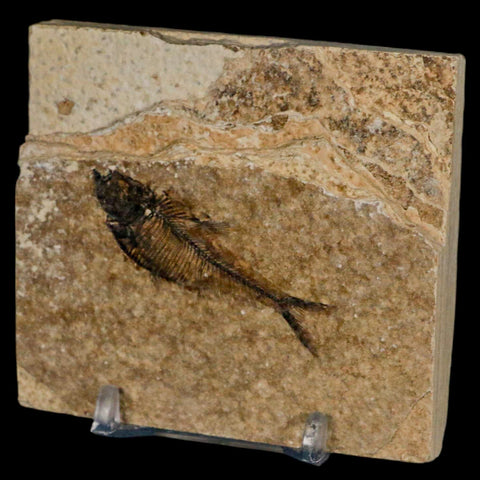 2" Diplomystus Dentatus Fossil Fish Green River FM WY Eocene Age COA, Stand