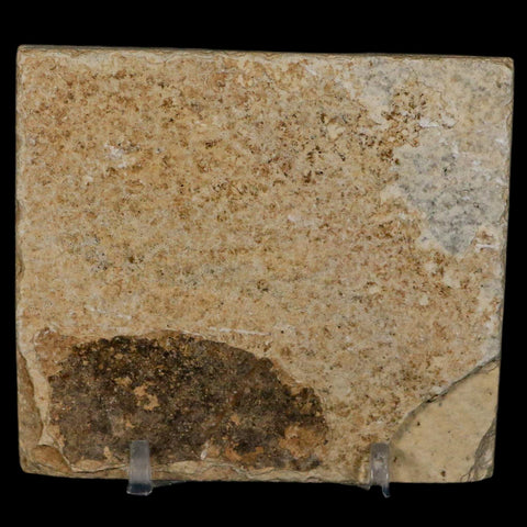 2" Diplomystus Dentatus Fossil Fish Green River FM WY Eocene Age COA, Stand