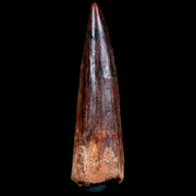 XL 3.3" Spinosaurus Fossil Tooth 100 Mil Yrs Old Cretaceous Dinosaur COA & Stand
