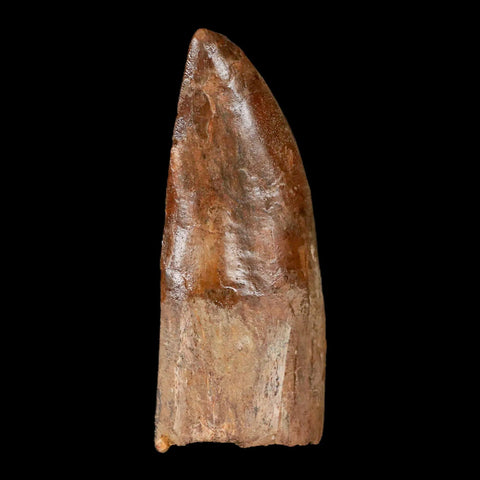 3.2" Carcharodontosaurus Fossil Tooth Cretaceous Theropod Dinosaur Stand, COA