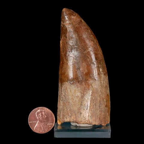 3.2" Carcharodontosaurus Fossil Tooth Cretaceous Theropod Dinosaur Stand, COA