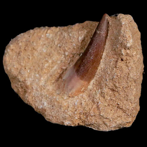 1.2" Plesiosaur Zarafasaura Tooth Fossil In Matrix Cretaceous Dinosaur Era COA - Fossil Age Minerals