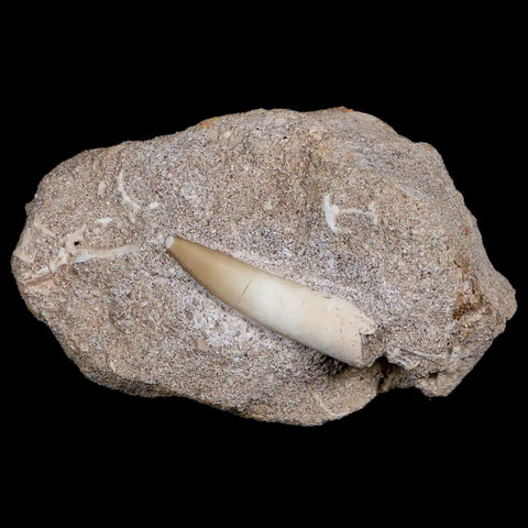 1.6" Plesiosaur Zarafasaura Tooth Fossil In Matrix Cretaceous Dinosaur Era COA - Fossil Age Minerals