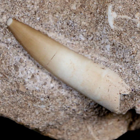 1.6" Plesiosaur Zarafasaura Tooth Fossil In Matrix Cretaceous Dinosaur Era COA - Fossil Age Minerals