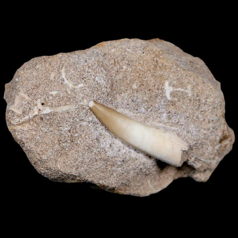 1.6" Plesiosaur Zarafasaura Tooth Fossil In Matrix Cretaceous Dinosaur Era COA - Fossil Age Minerals