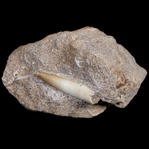 1.6" Plesiosaur Zarafasaura Tooth Fossil In Matrix Cretaceous Dinosaur Era COA - Fossil Age Minerals