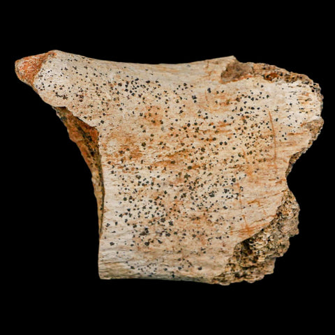 2.7" Edmontosaurus Fossil Vertebrae Process Hell Creek FM Cretaceous Dinosaur MT COA