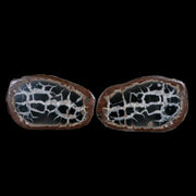 XL 4" Septarian Dragon Stone Polished Halves Nodule Mineral Specimen Morocco
