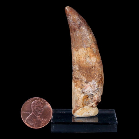 2.6" Carcharodontosaurus Fossil Tooth Cretaceous Theropod Dinosaur COA, Stand - Fossil Age Minerals